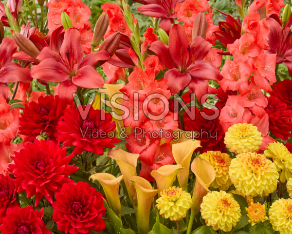Mixed summer flowers
