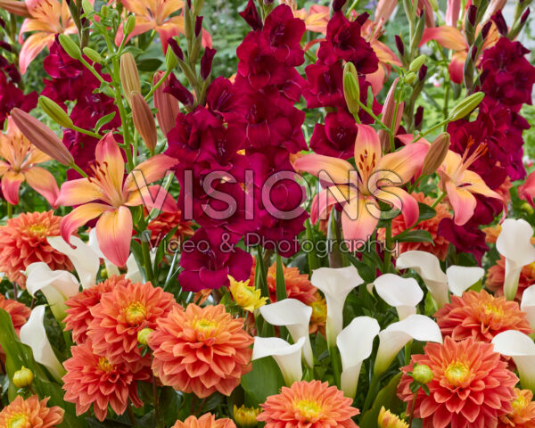 Mixed summer flowers