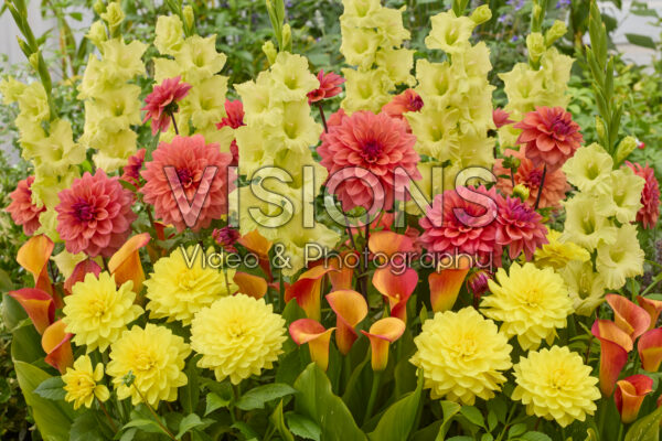 Mixed summer flowers