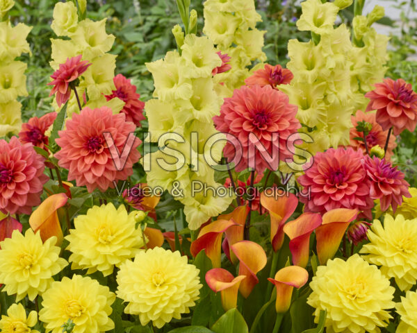 Gemengde zomerbloeiers