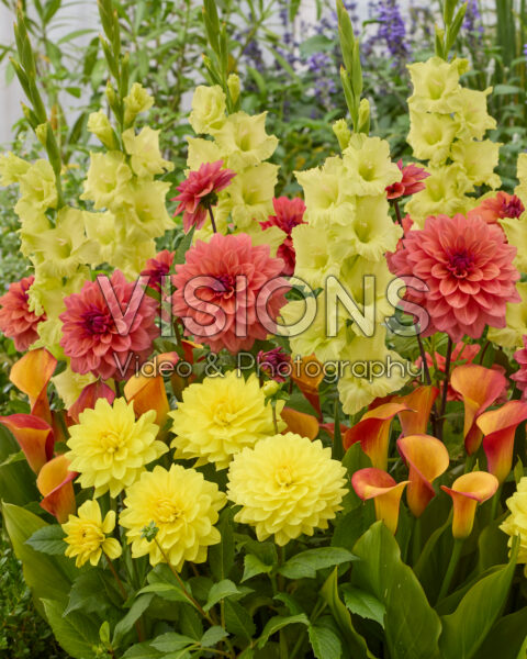 Mixed summer flowers Mixed summer flowers