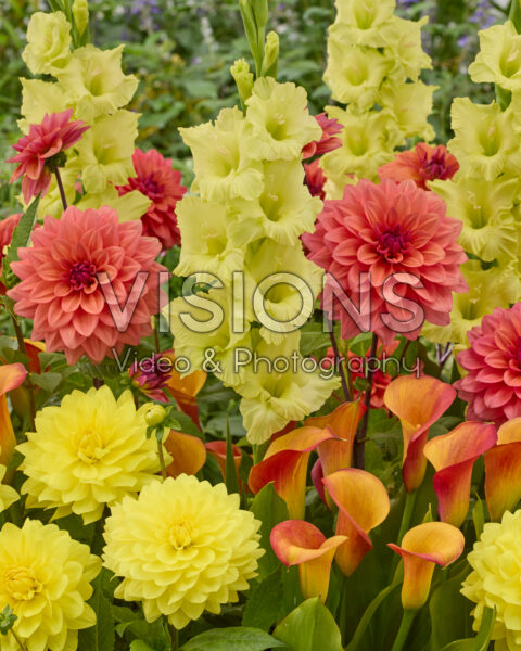 Gemengde zomerbloeiers Gemengde zomerbloeiers