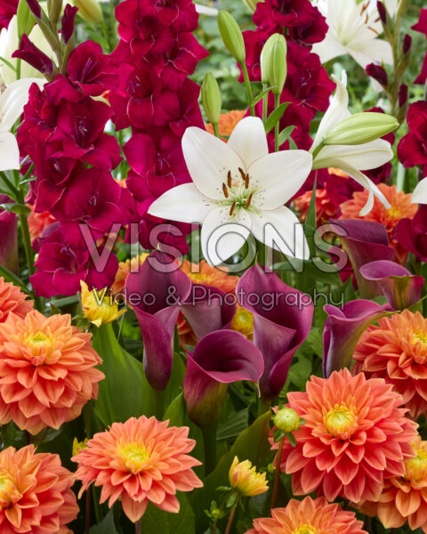 Gemengde zomerbloeiers