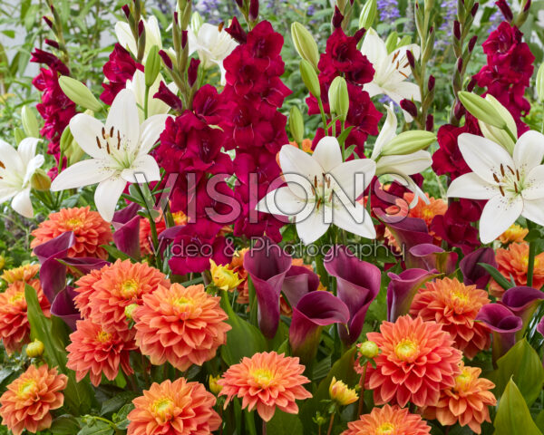 Mixed summer flowers Mixed summer flowers