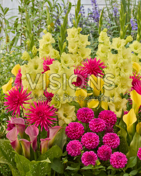 Mixed summer flowers Mixed summer flowers