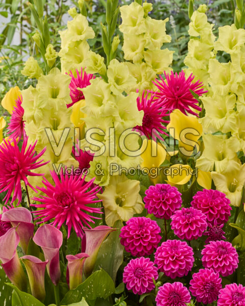 Mixed summer flowers