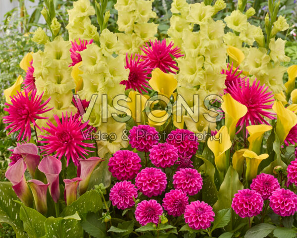 Mixed summer flowers
