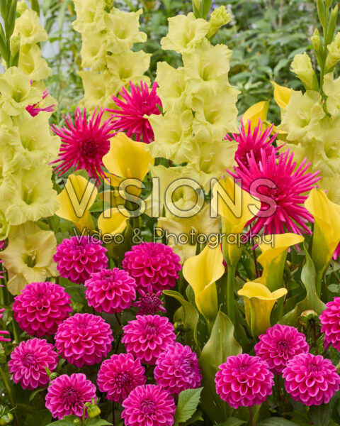 Gemengde zomerbloeiers