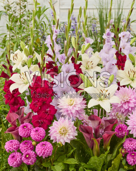Mixed summer flowers