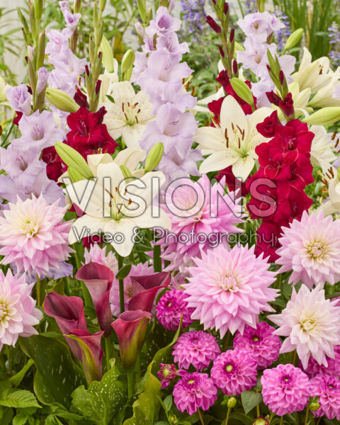 Mixed summer flowers
