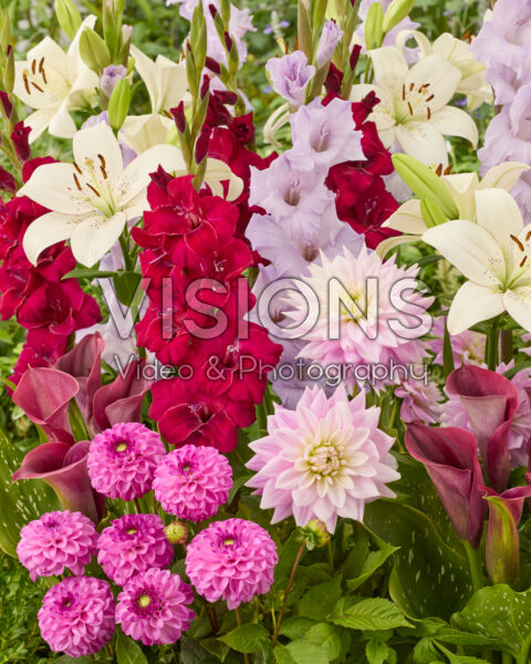 Mixed summer flowers Mixed summer flowers