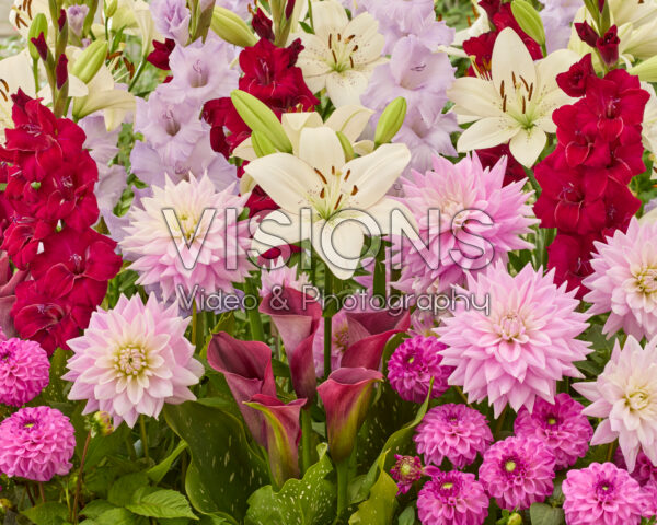 Mixed summer flowers