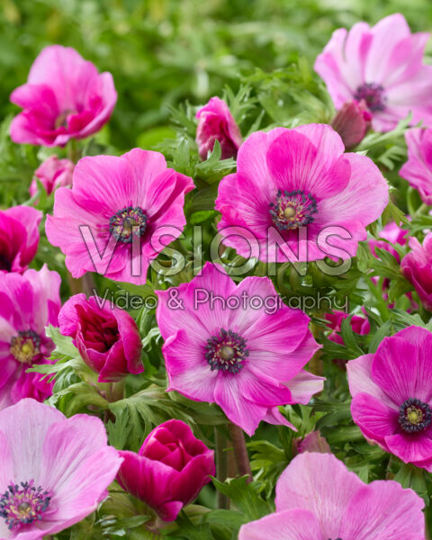 Anemone coronaria Mistral Cerise