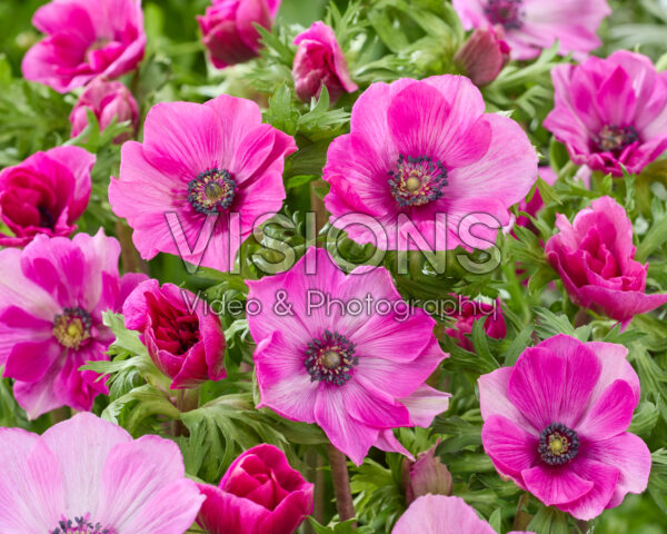 Anemone coronaria Mistral Cerise Anemone coronaria Mistral Cerise