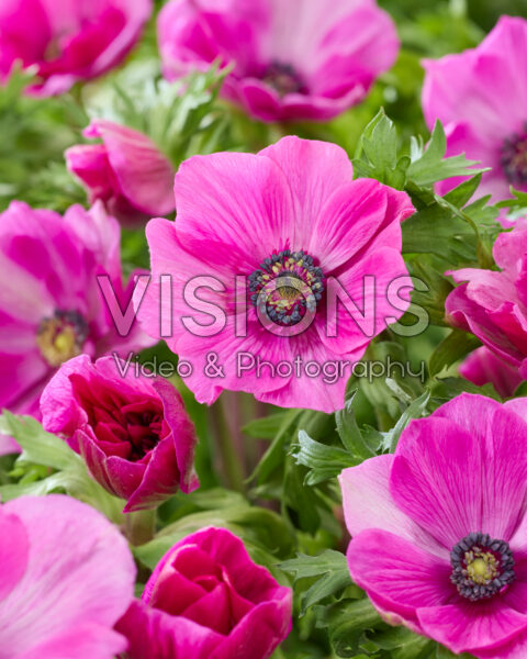 Anemone coronaria Mistral Cerise Anemone coronaria Mistral Cerise