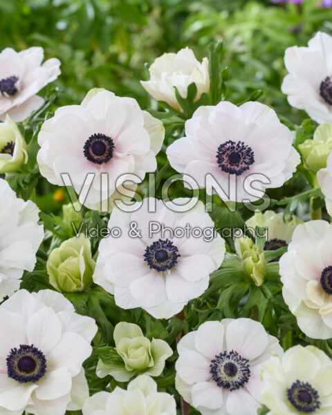 Anemone coronaria Mistral White