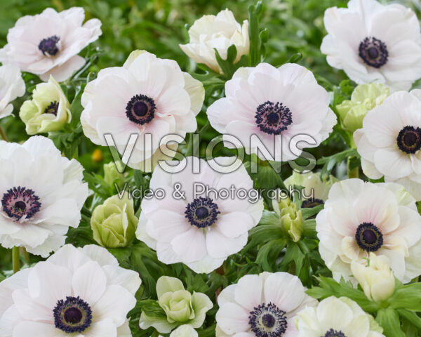 Anemone coronaria Mistral White Anemone coronaria Mistral White
