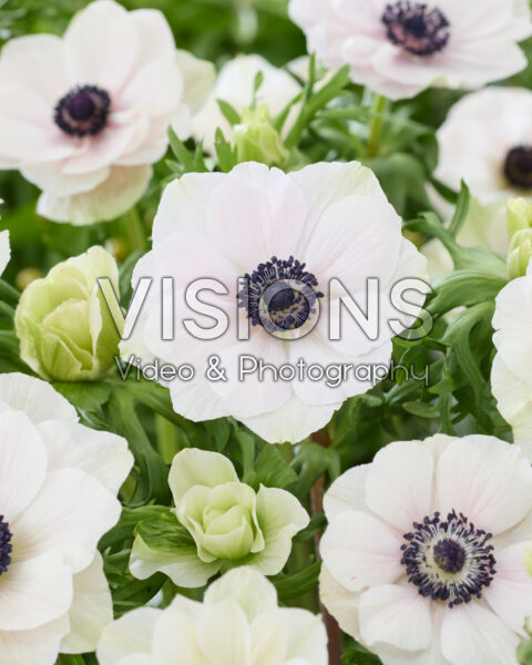Anemone coronaria Mistral White