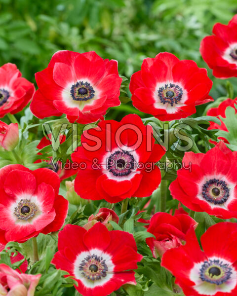 Anemone coronaria Mistral Red Anemone coronaria Mistral Red