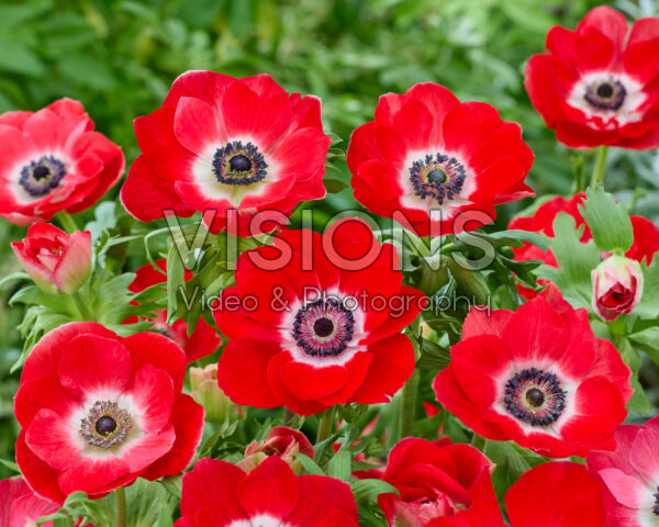Anemone coronaria Mistral Red