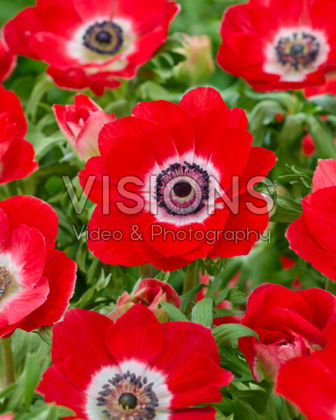 Anemone coronaria Mistral Red