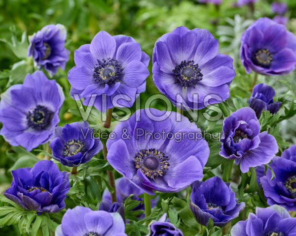 Anemone coronaria Mistral Blue Anemone coronaria Mistral Blue