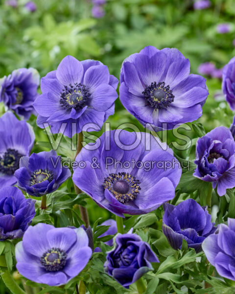Anemone coronaria Mistral Blue Anemone coronaria Mistral Blue