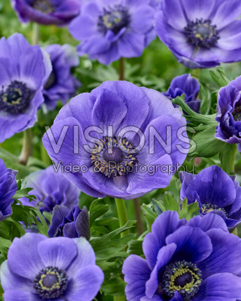 Anemone coronaria Mistral Blue Anemone coronaria Mistral Blue