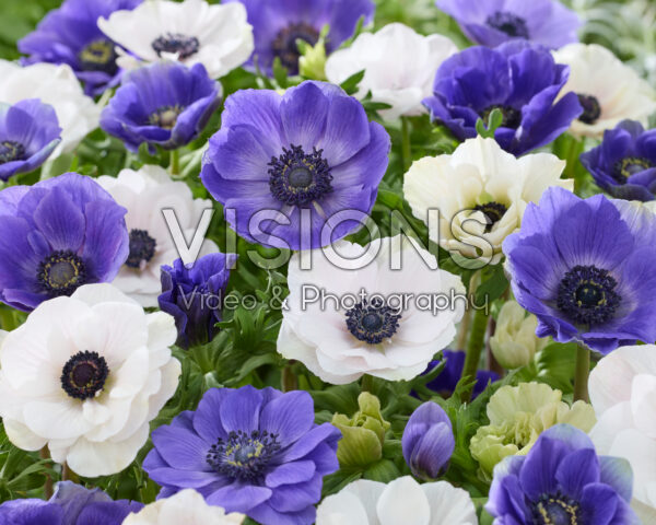 Anemone coronaria Mistral Blue and White Anemone coronaria Mistral Blue and White