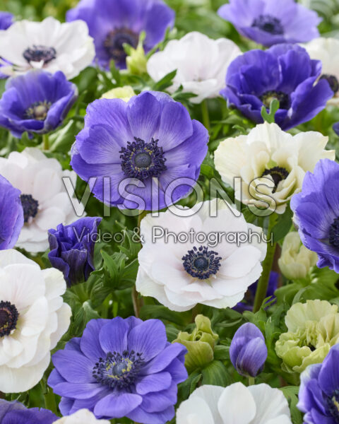 Anemone coronaria Mistral Blue en White