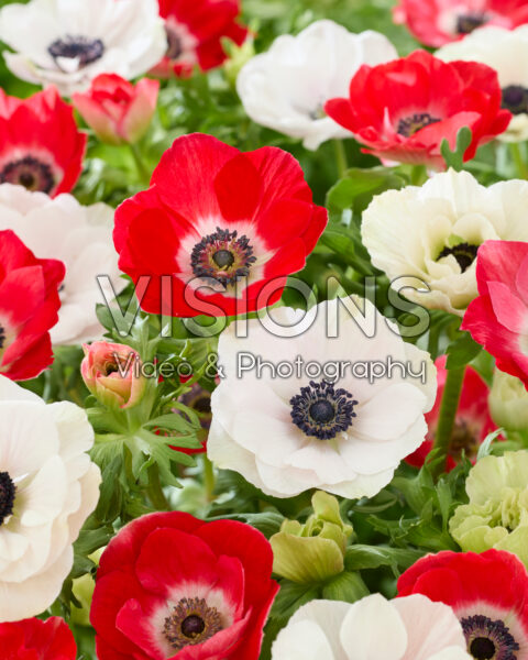 Anemone coronaria Mistral Red and White