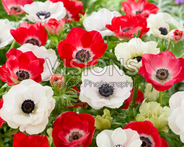Anemone coronaria Mistral Red and White