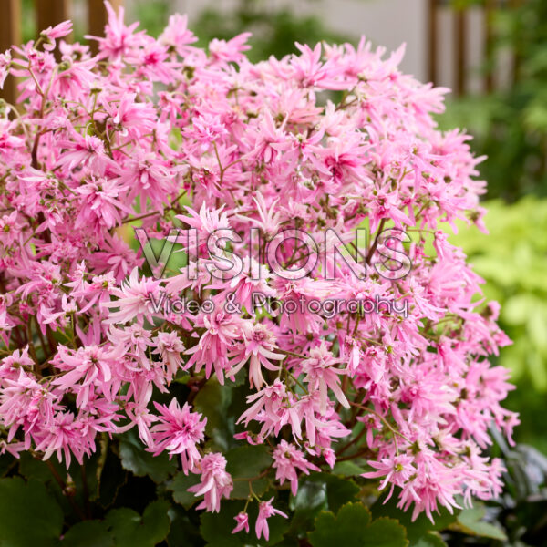 Saxifraga fortunei Planet Saturne Saxifraga fortunei Planet Saturne