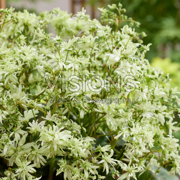 Saxifraga fortunei Planet Orion