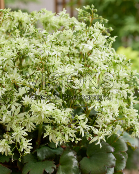 Saxifraga fortunei Planet Orion