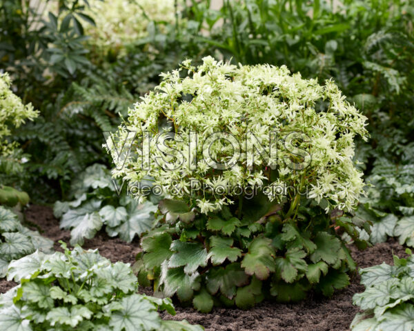 Saxifraga fortunei Planet Orion
