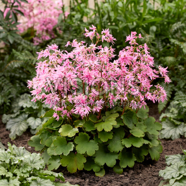 Saxifraga fortunei Planet Saturne Saxifraga fortunei Planet Saturne