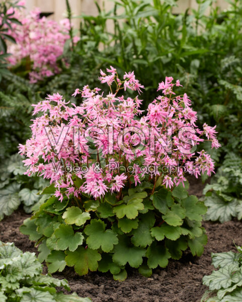 Saxifraga fortunei Planet Saturne