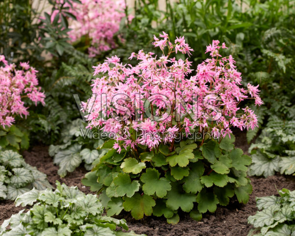 Saxifraga fortunei Planet Saturne Saxifraga fortunei Planet Saturne