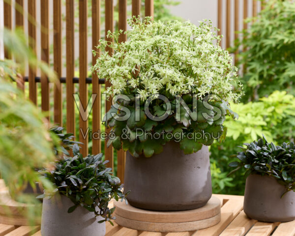 Saxifraga fortunei Planet Orion