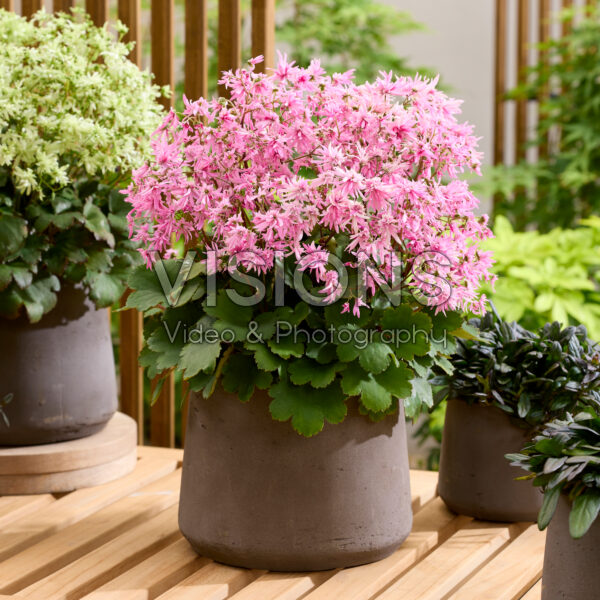 Saxifraga fortunei Planet Saturne Saxifraga fortunei Planet Saturne