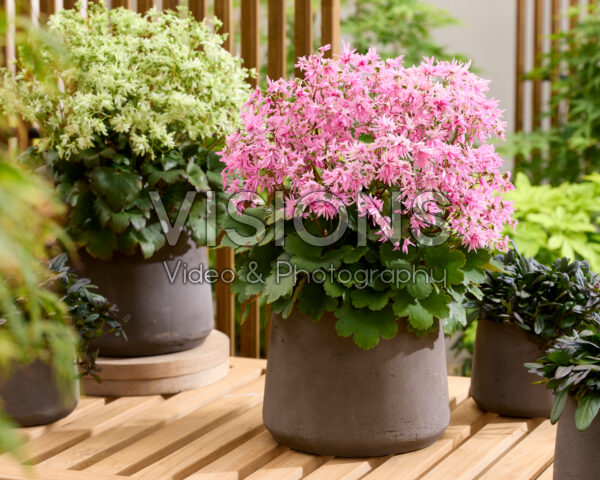 Saxifraga fortunei Planet Saturne Saxifraga fortunei Planet Saturne