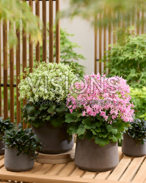 Saxifraga fortunei Planet Orion, Planet Saturne Saxifraga fortunei Planet Orion, Planet Saturne