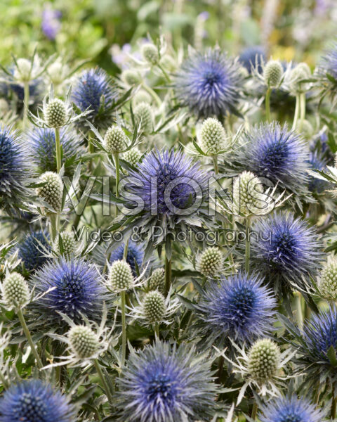 Eryngium Silver Dynamite, Magnetar Questar Eryngium Silver Dynamite, Magnetar Questar