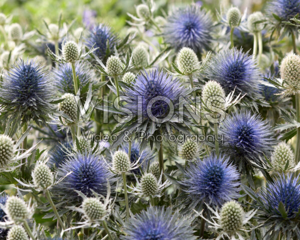 Eryngium Silver Dynamite, Magnetar Questar Eryngium Silver Dynamite, Magnetar Questar