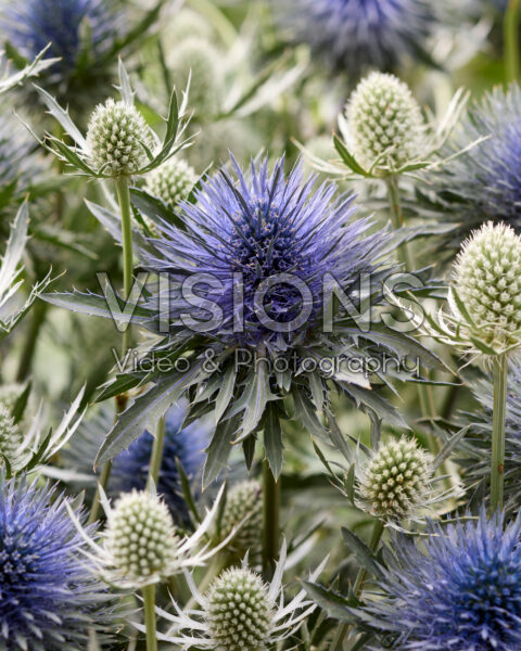 Eryngium Silver Dynamite, Magnetar Questar