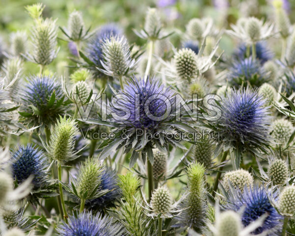 Eryngium gemengd Eryngium gemengd