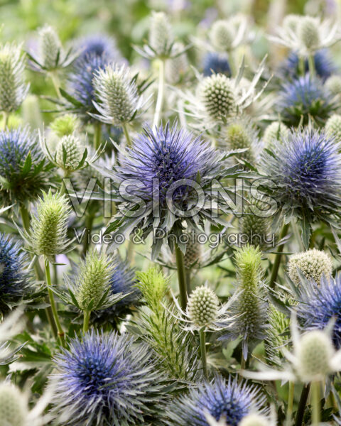 Eryngium mixed