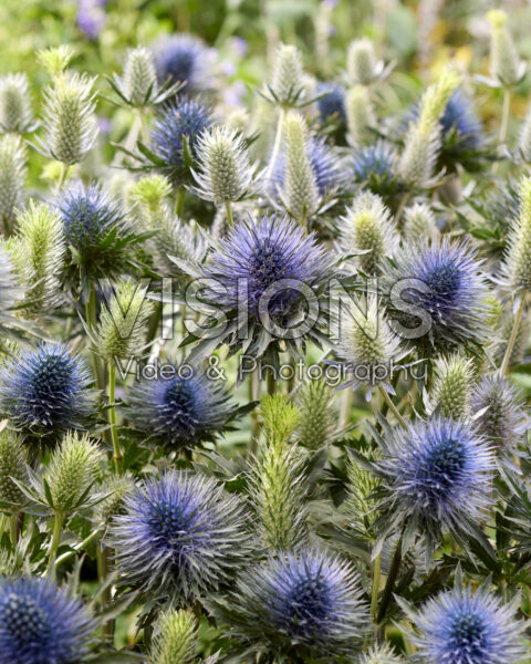 Eryngium Electric, Magnetar Questar Eryngium Electric, Magnetar Questar