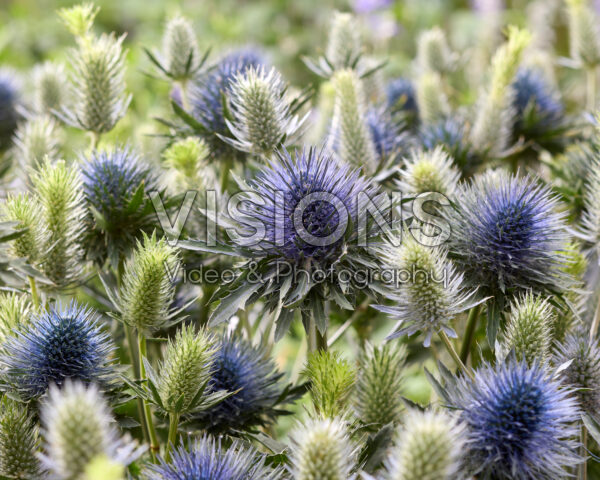 Eryngium Electric, Magnetar Questar Eryngium Electric, Magnetar Questar